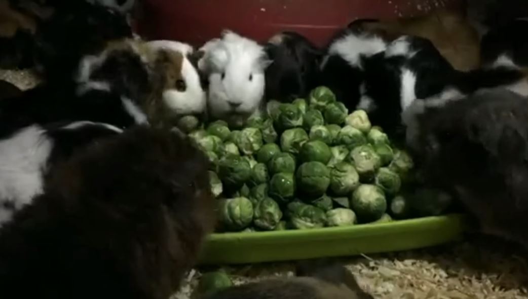 Guinea pigs devour Brussels sprouts / Boing Boing