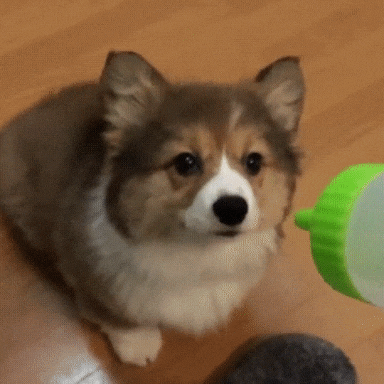 doggos / Boing Boing