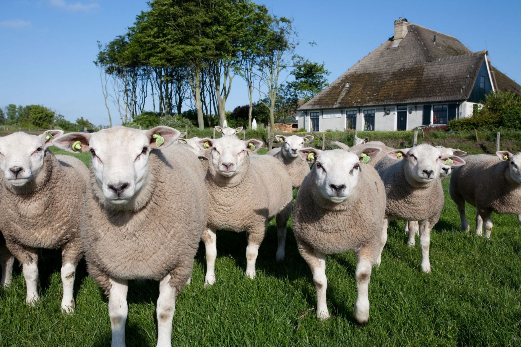 Vakantiepark De Krim Texel in De Cocksdorp BungalowSpecials