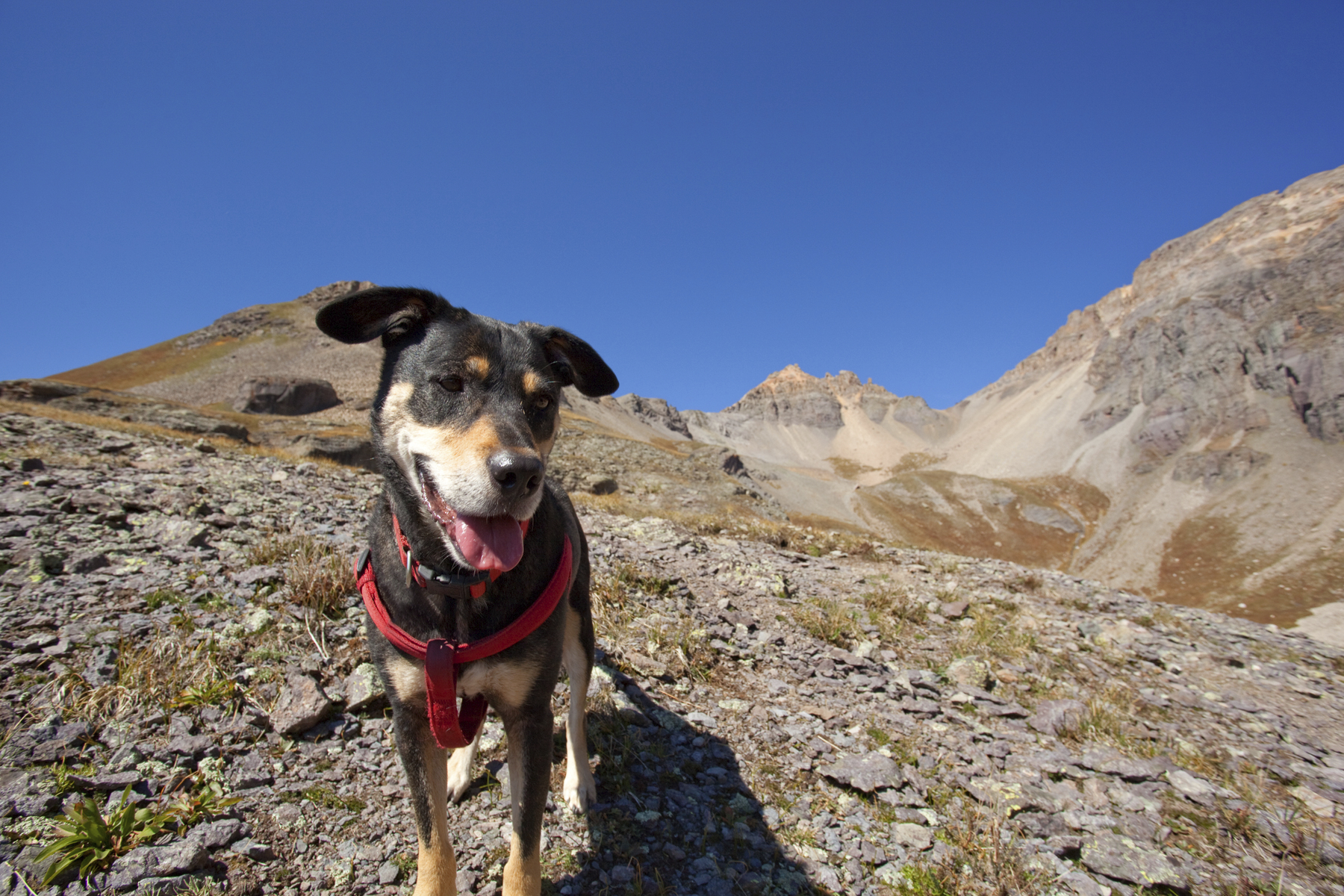 Dog Friendly Telluride, CO Bring Fido