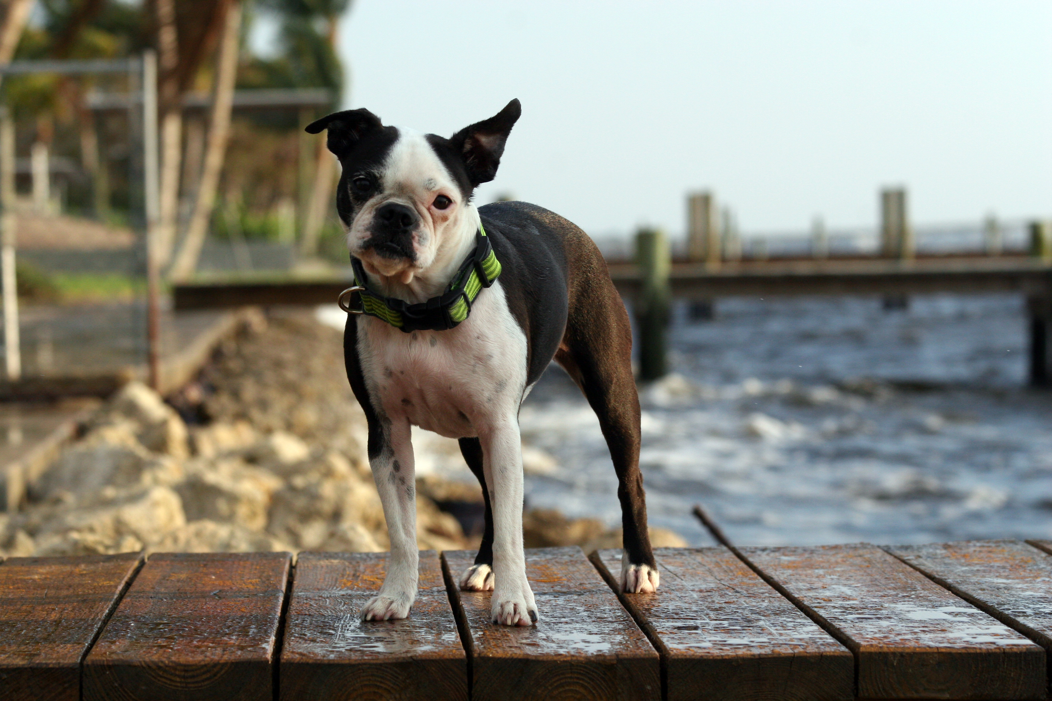 Dog Friendly Fort Myers, FL Bring Fido