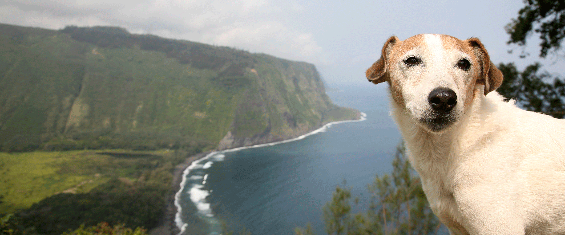 Dog Friendly Hawaii Bring Fido