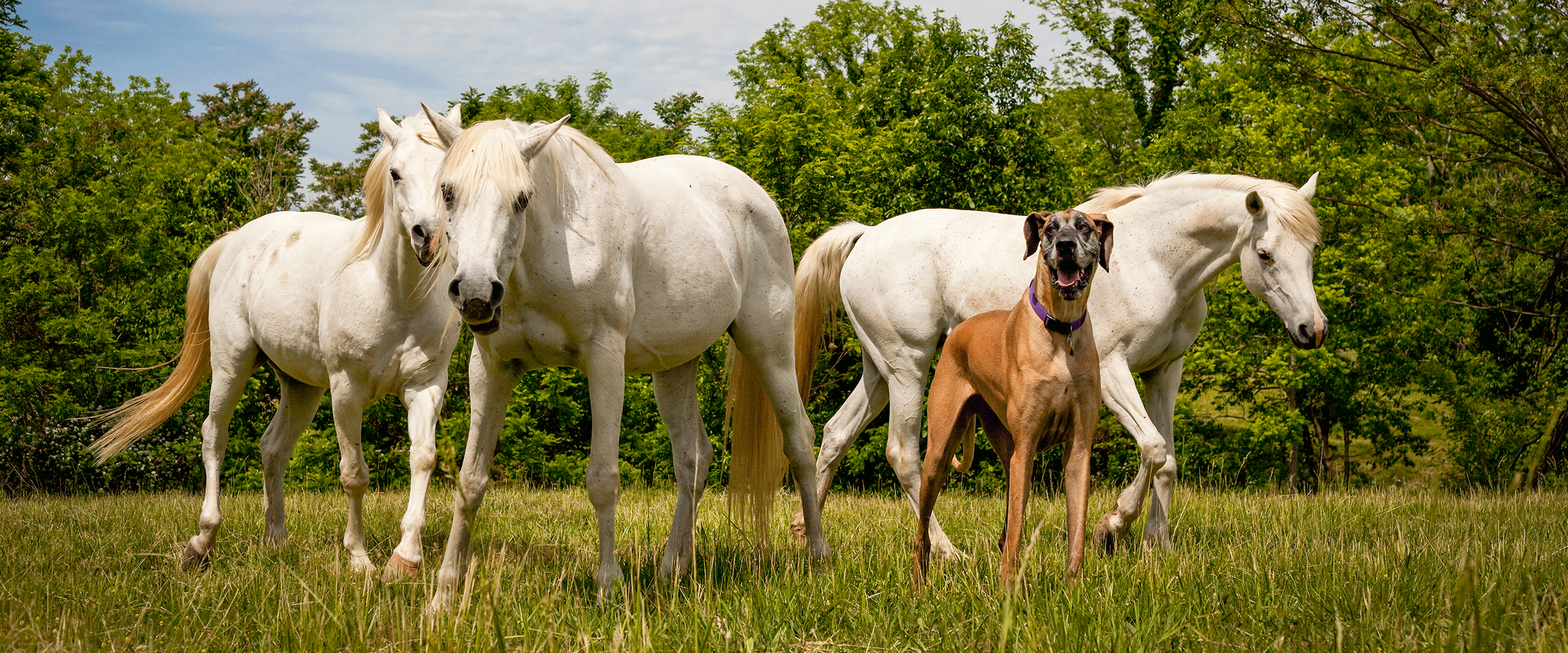 Dog Friendly Kentucky