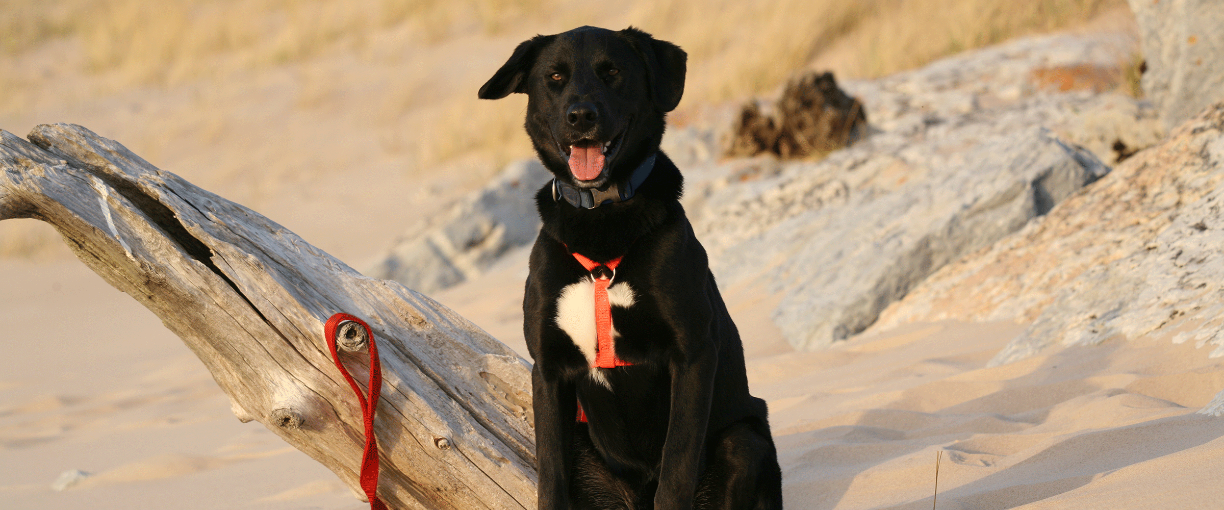 Dog Friendly Events In Northport Michigan In 2023 Dog Friendly Michigan