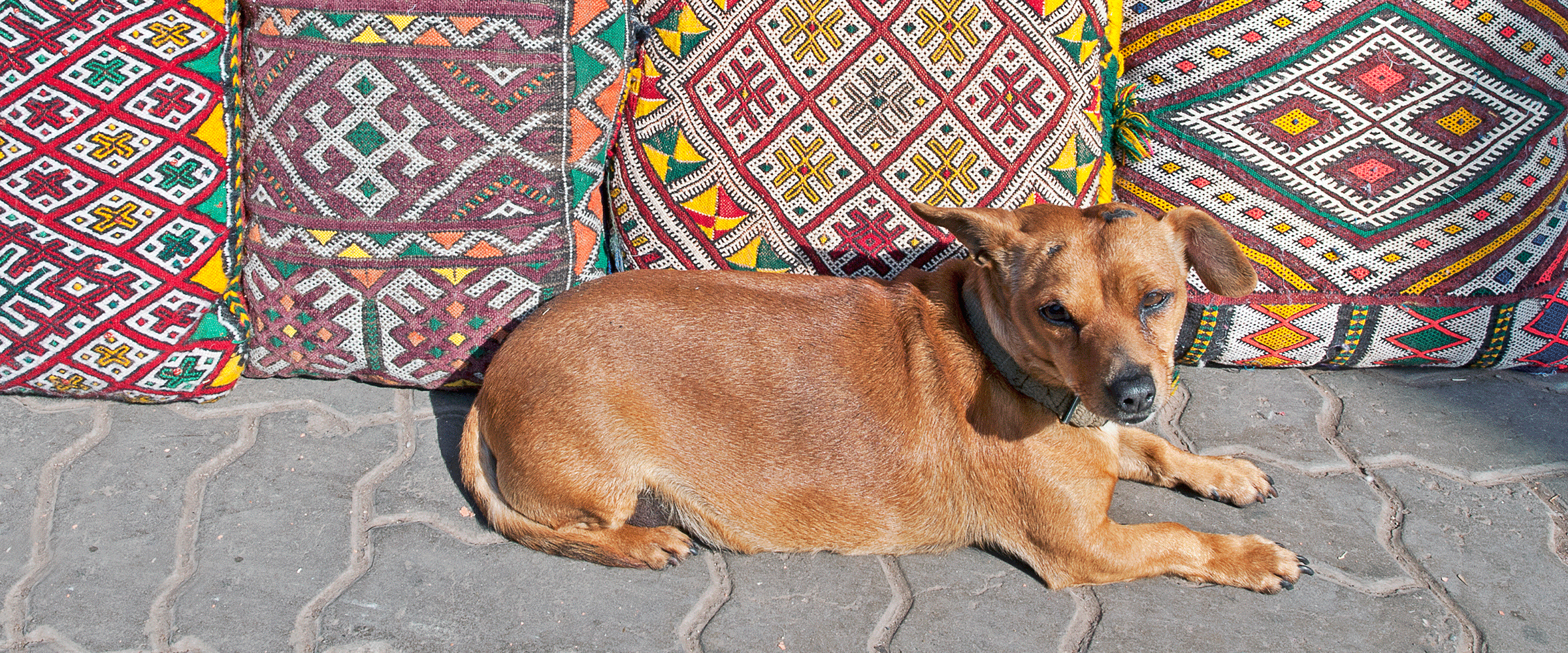 Dog Friendly Morocco