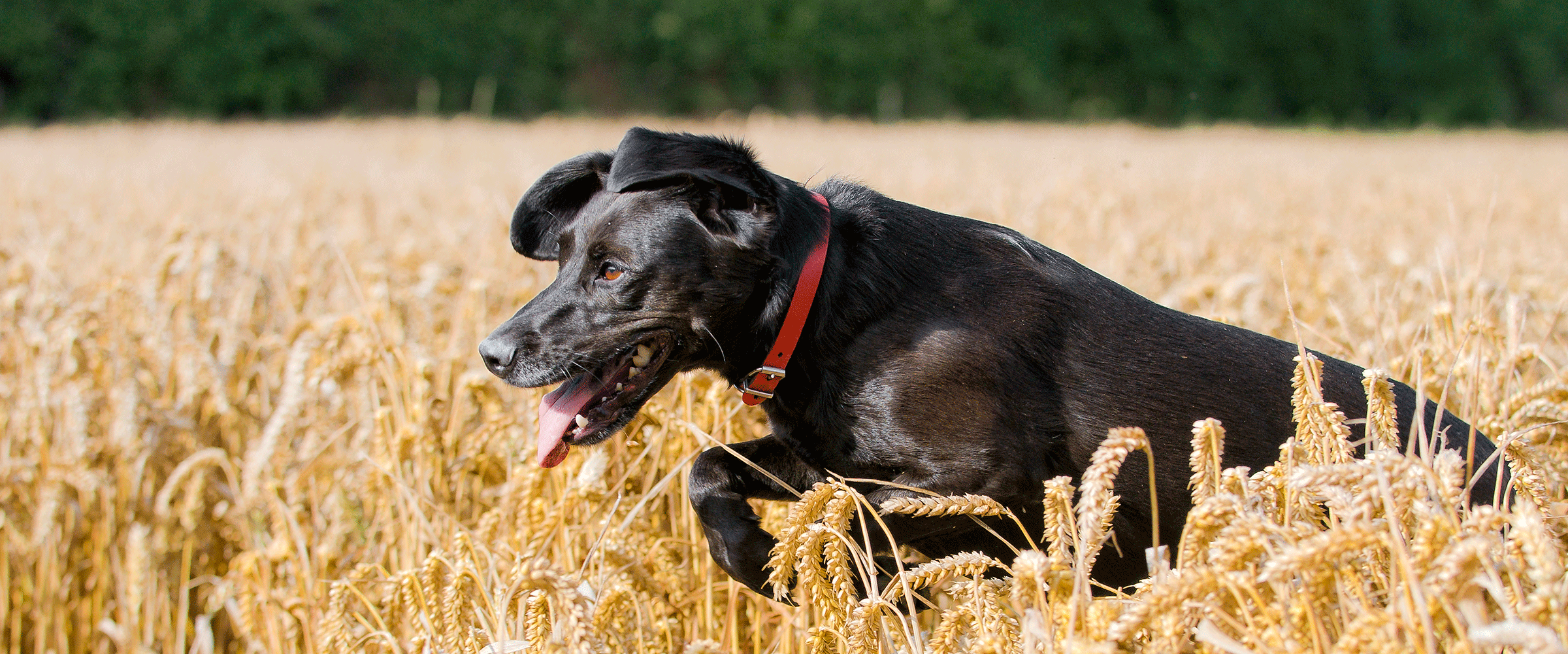 Dog Friendly Nebraska Bring Fido