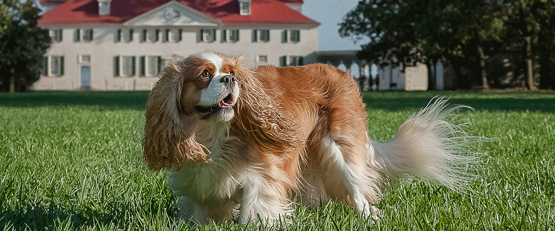 Dog Friendly Virginia