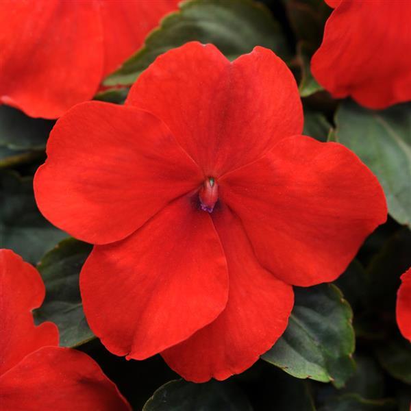 Impatiens (ou impatience) de nouvelle Guinée en pot de 1
