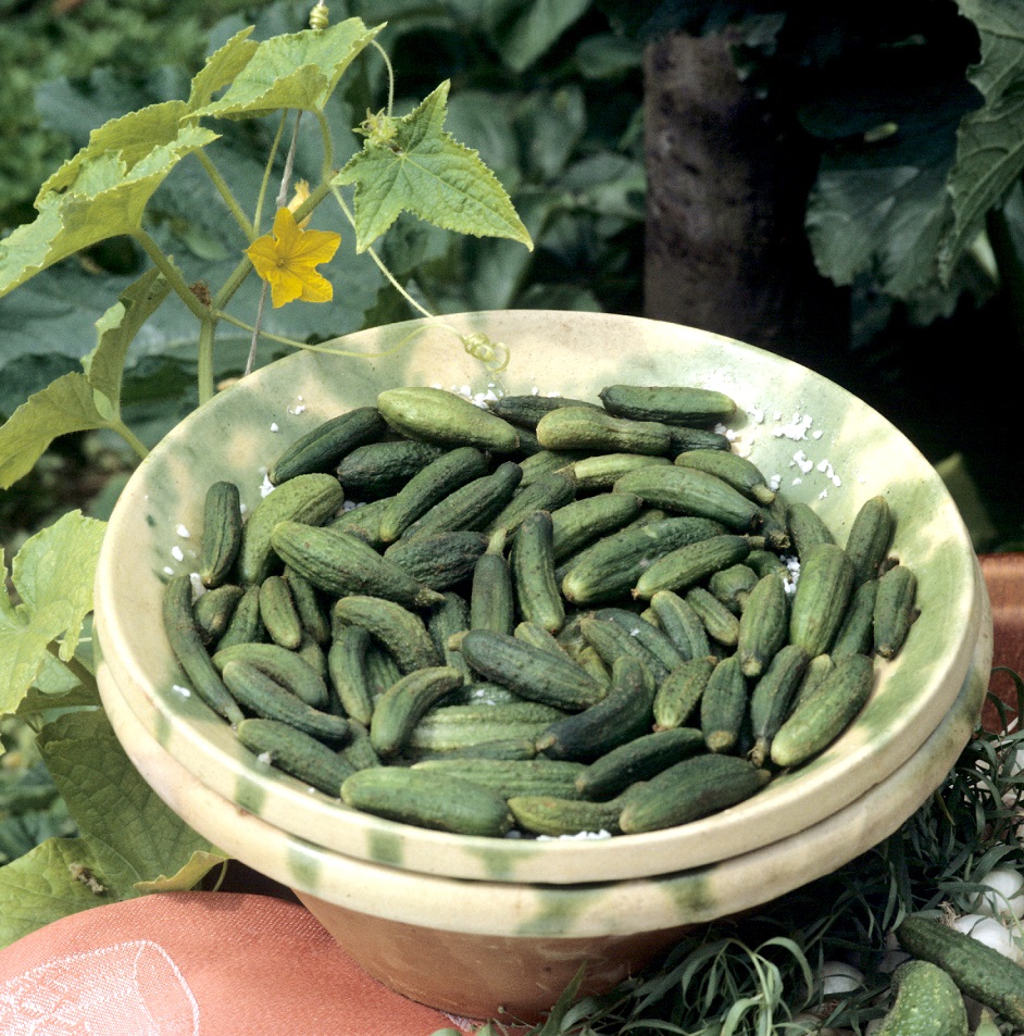 et cornichons production locale en agriculture raisonnée
