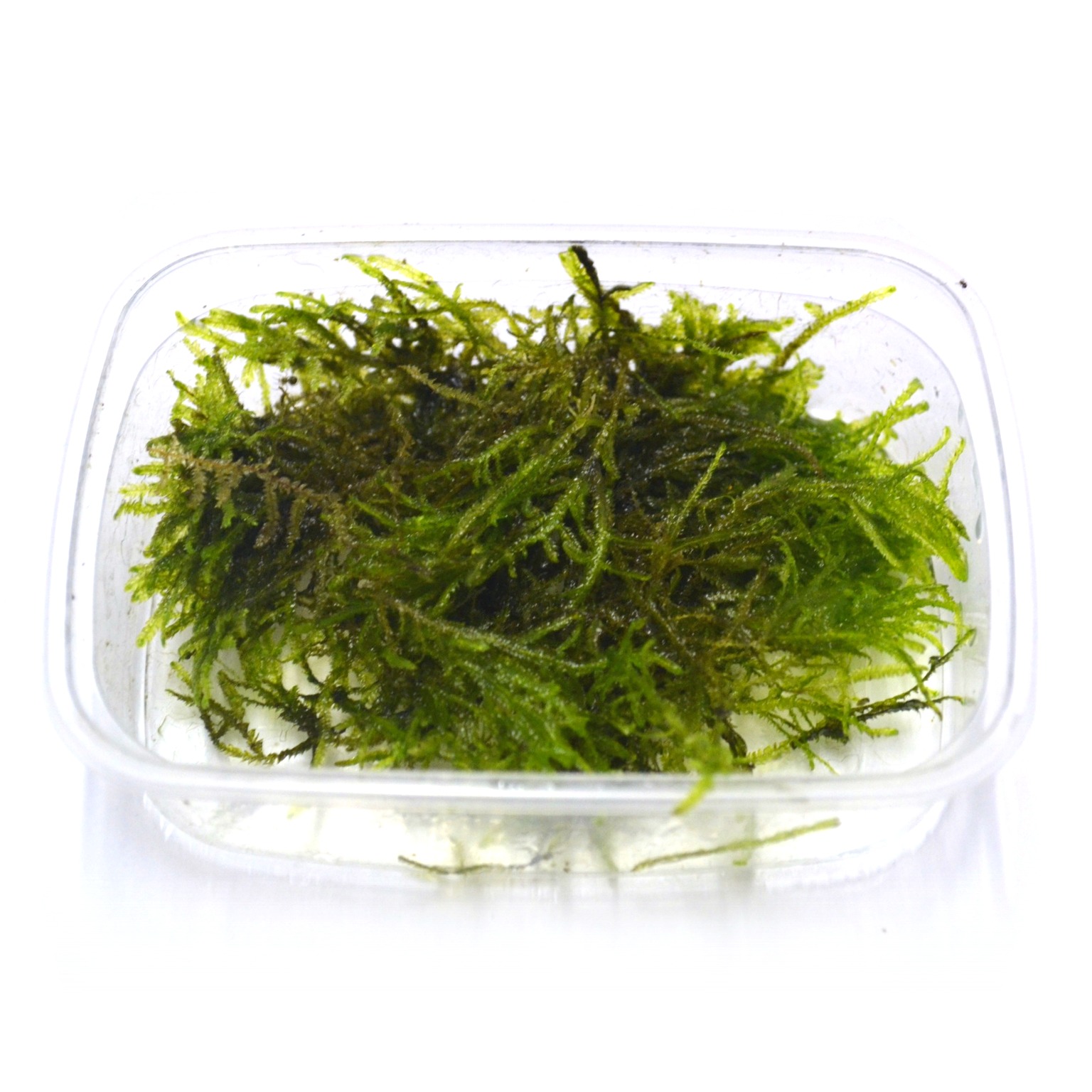 Lot de 3 Mousse de Java Vesicularia Dubyana 125 ml pour