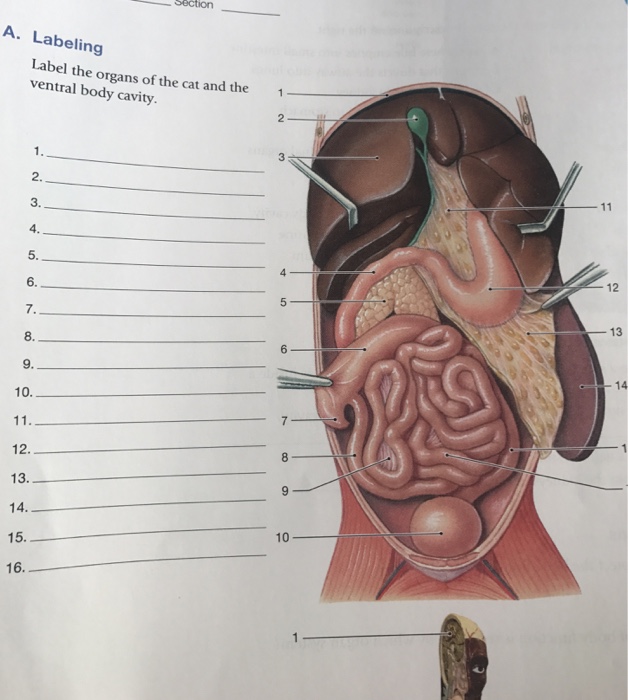 Human body , the physical substance of the human organism, composed of living cells and extracellular materials and organized into tissues carbohydrates are present in the human body largely as fuels, either as simple sugars circulating through the bloodstream or as glycogen , a storage. Solved: Label The Organs Of The Cat And The Ventral Body C ...