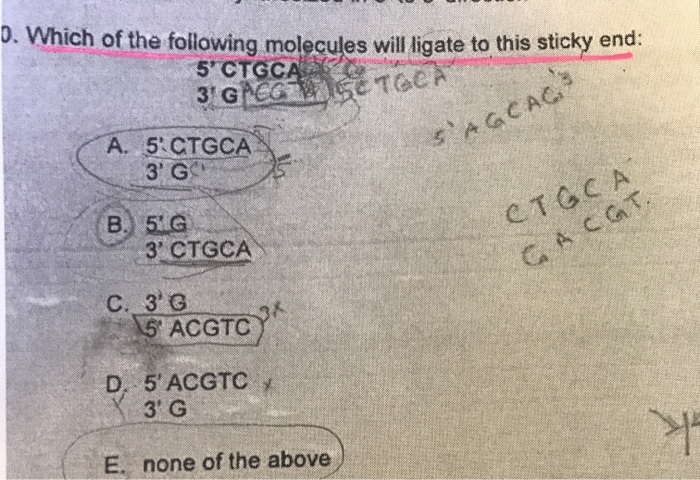 The cells use it to crawl to the proper location in the brain and sprout branches. chegg