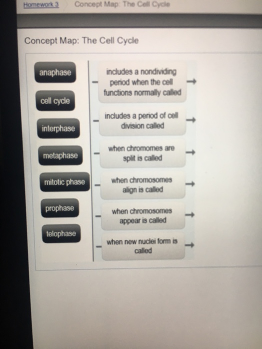 Solved The Cell Cycle Concept Map Using No More Than 14 P...