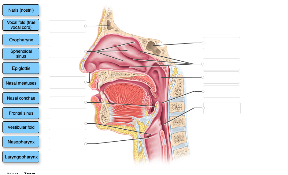 Solved Naris (nostril) Vocal fold (true vocal cord) | Chegg.com