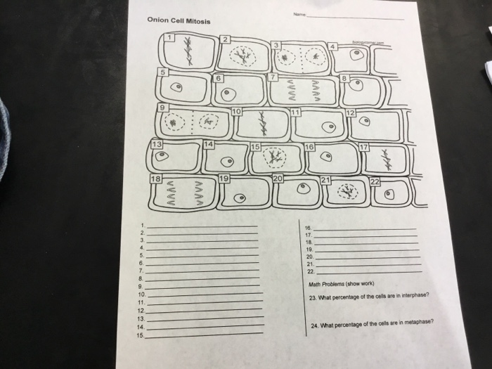 Onion Cell Mitosis Worksheet Answers