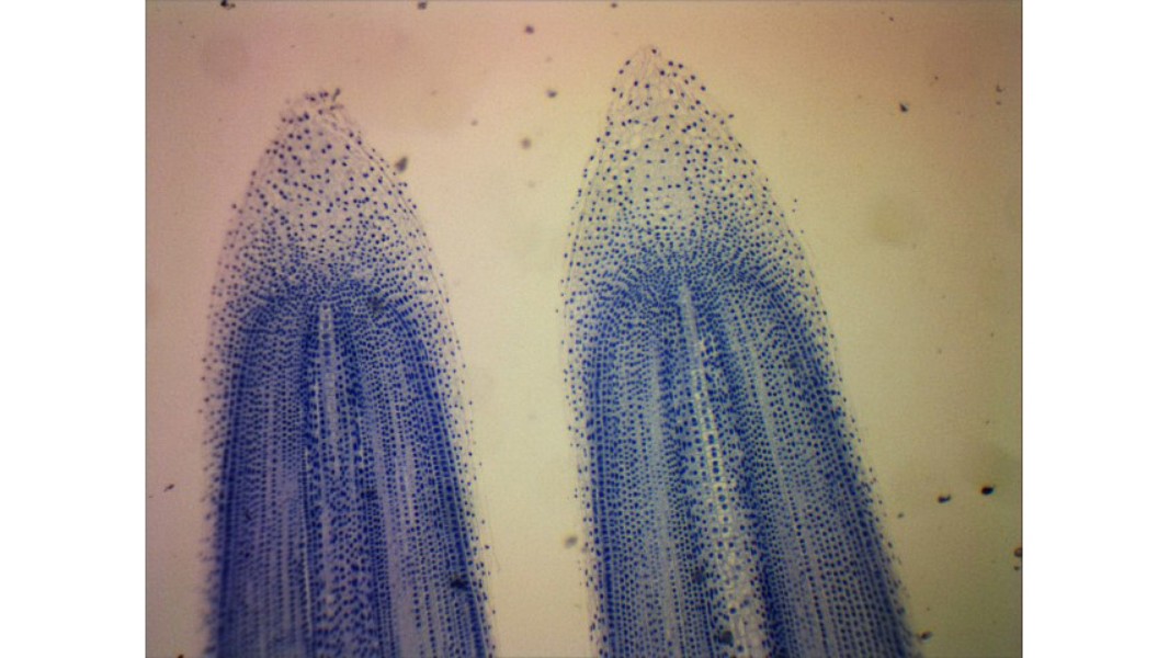 Solved Locate a cell undergoing the G2 phase of | Chegg.com | Chegg.com