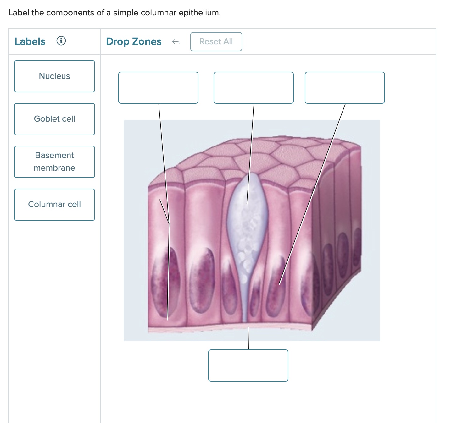 Solved Label the components of a simple columnar epithelium.
