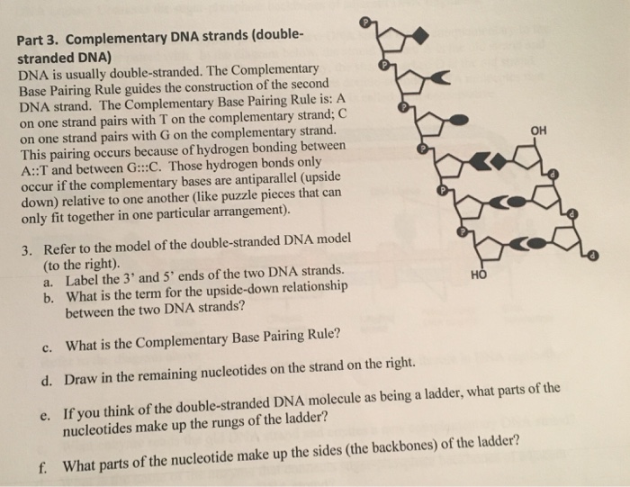 What Molecules Make Up The Sides Of The Dna Ladder Mugeek Vidalondon