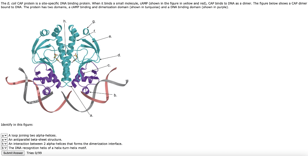 Solved The E. coli CAP protein is a sitespecific DNA
