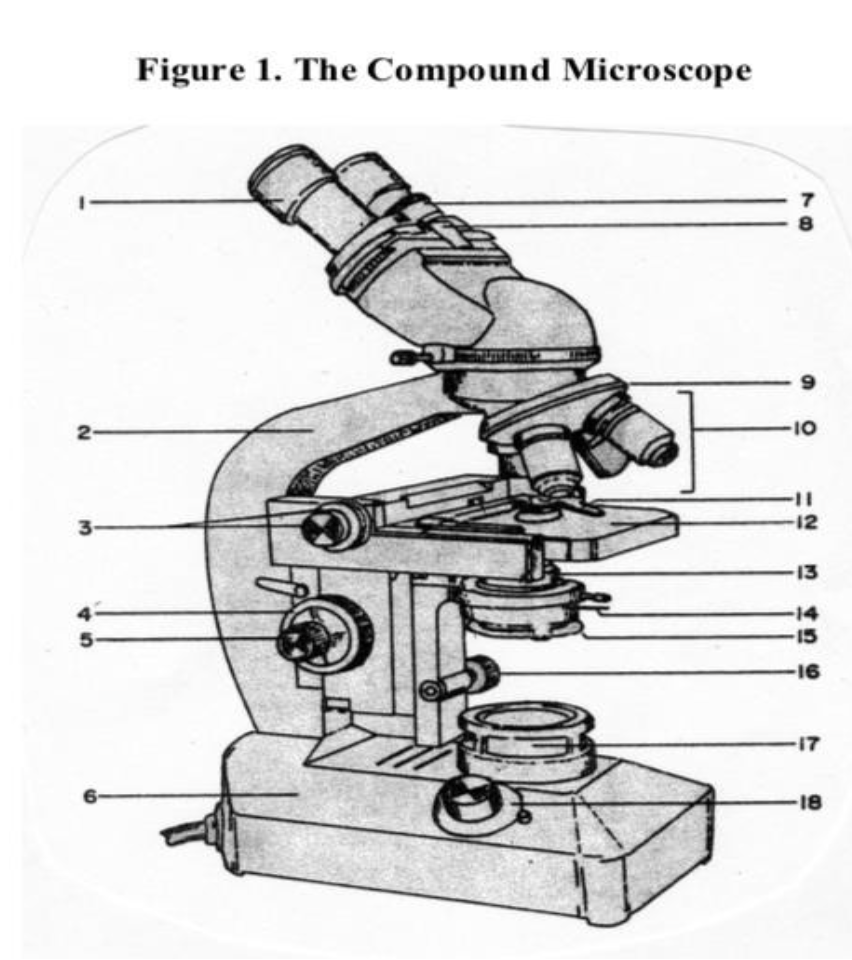 Solved 2 3 Figure 1. The Compound Microscope e 8 10 12