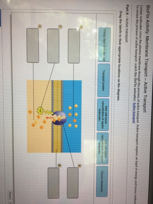 image - Cell Defense The Plasma Membrane Answer Key Step 13