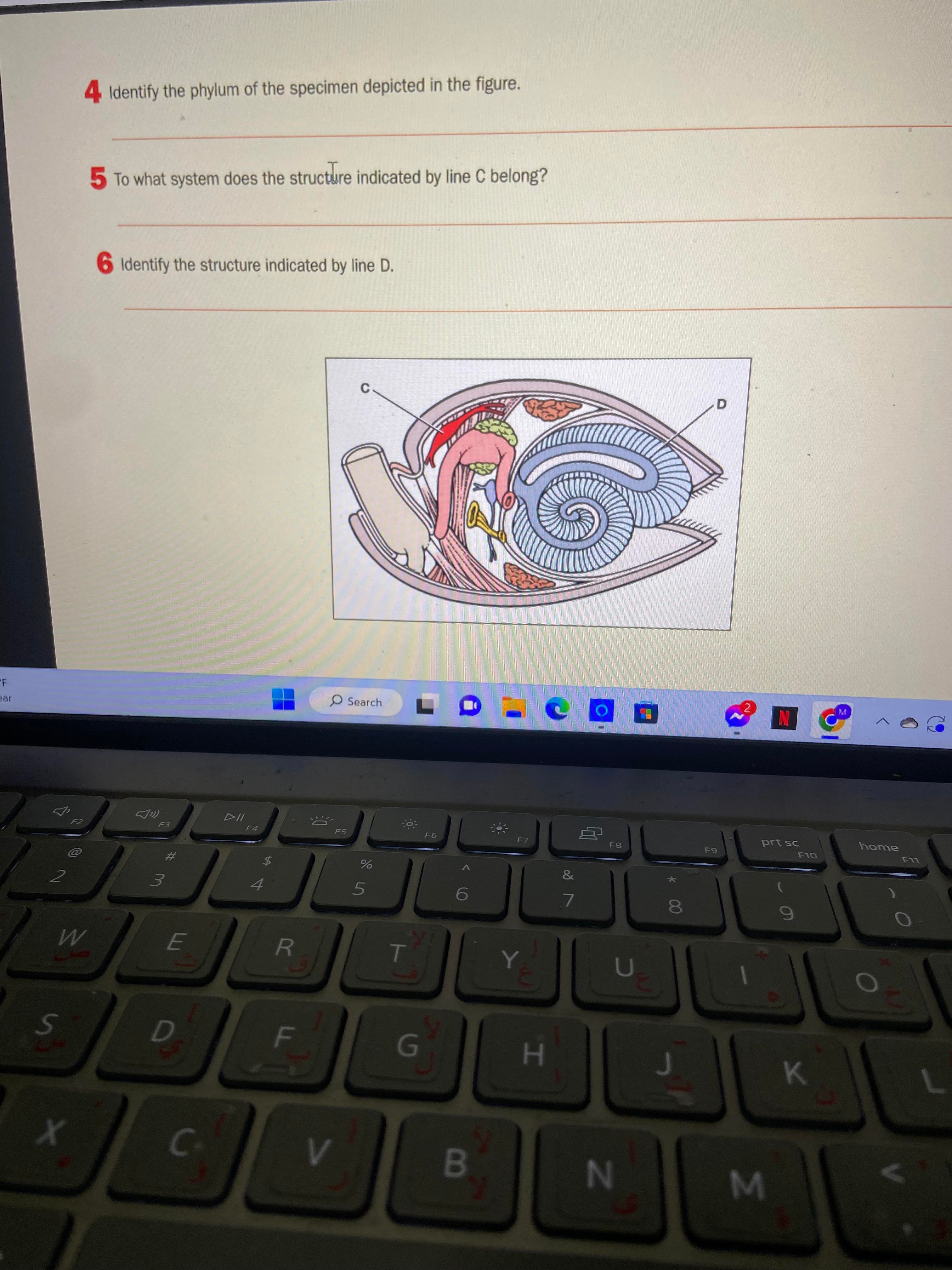 Solved Identify the phylum of the specimen depicted in the