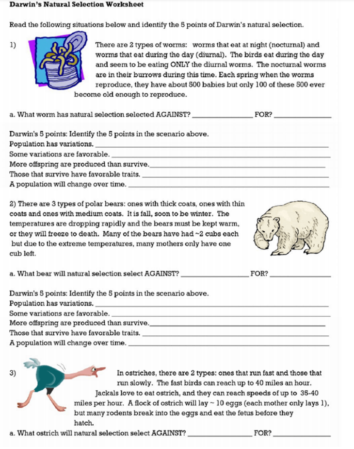 Natural Selection Worksheet Answer Key