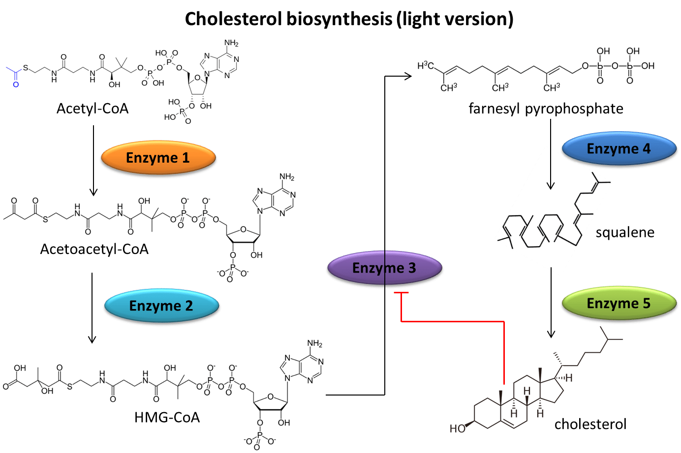 Solved The picture below outlines a very abbreviated pathway