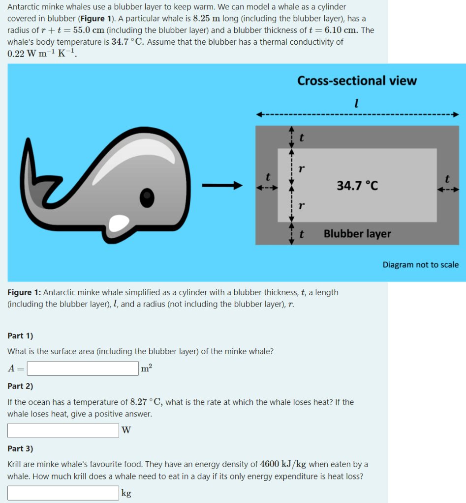 Solved Antarctic minke whales use a blubber layer to keep