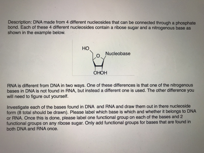 Solved Investigate each of the bases found in DNA and