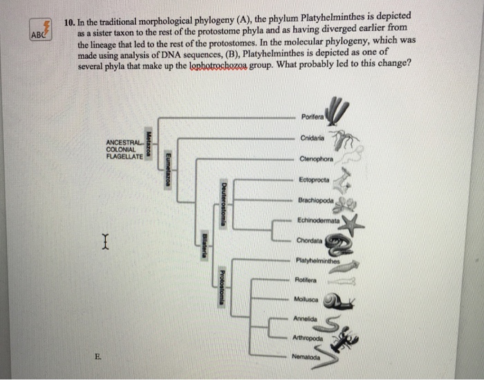 Solved 1. Use the animal phylogenetic tree below to answer | Chegg.com
