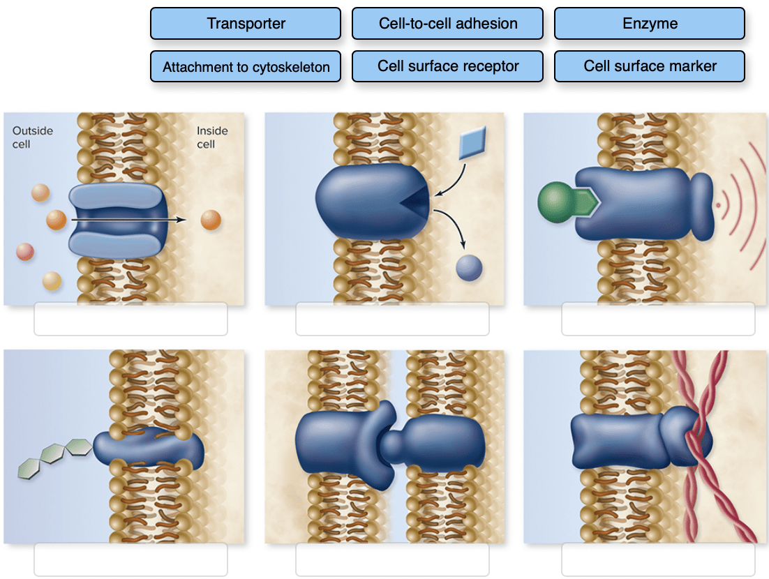 Solved How drugs get into the bloodstream Transdermal drug