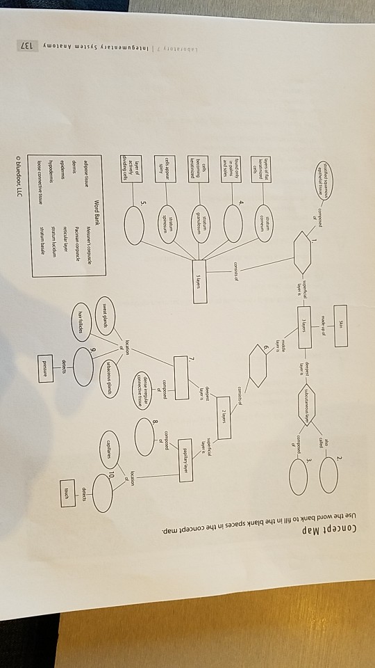 Solved Concept Map Use The Word Bank To Fill In The Blank...