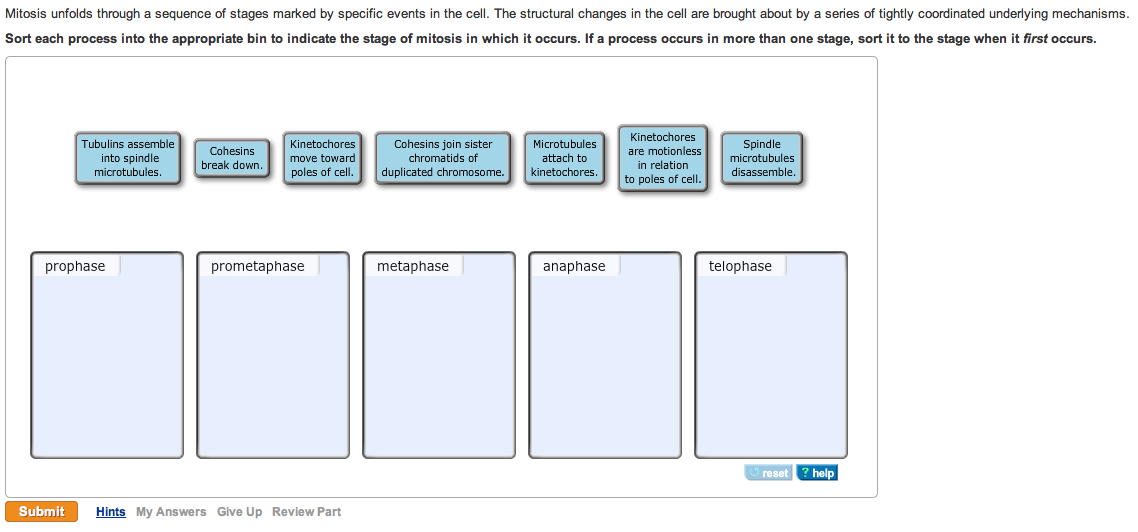 Mitosis Unfolds Through A Sequence Of Stages Marked