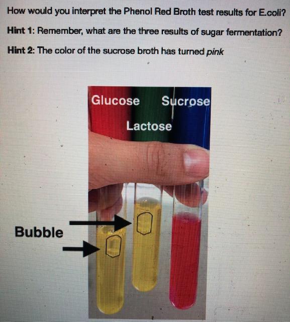 Solved How would you interpret the Phenol Red Broth test