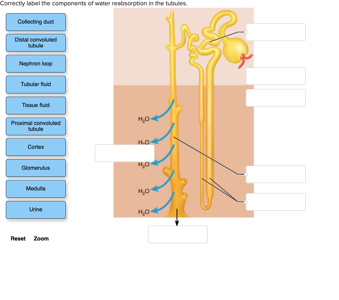 Solved Correctly label the components of water reabsorption