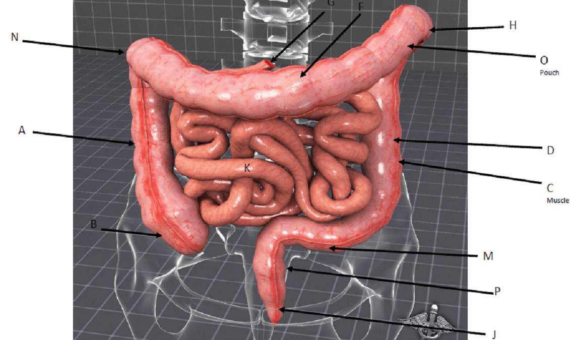 Solved Label taeniae coli descending colon sigmoid colon
