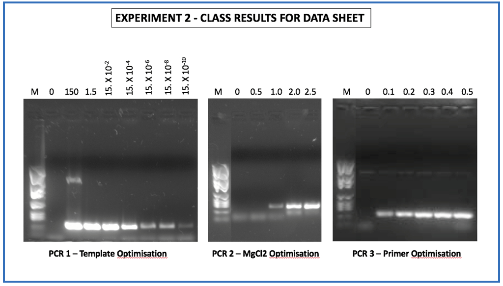 Solved PCR 3 VARYING PRIMER CONCENTRATION From the gel