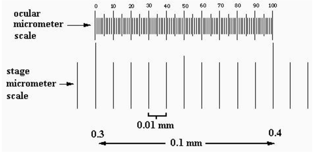 Solved a) What is the size of the from Sample