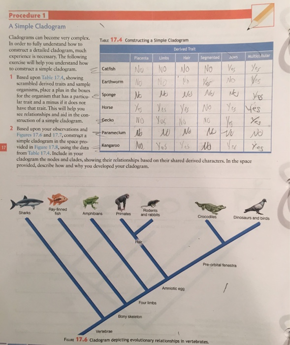 How To Make A Cladogram Step By Step