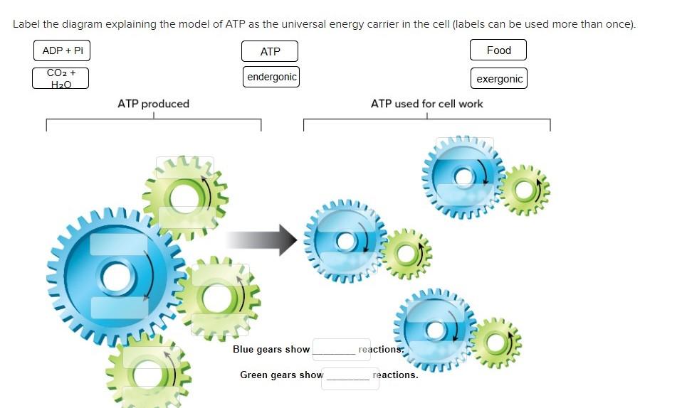 Solved Label the diagram explaining the model of ATP as the | Chegg.com