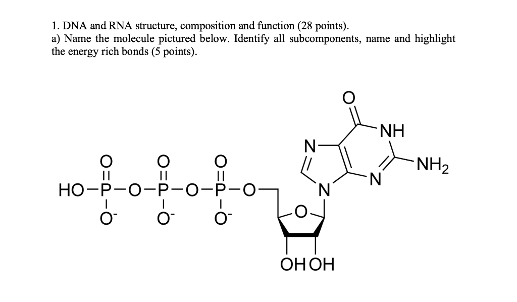 Solved 1. DNA and RNA structure, composition and function