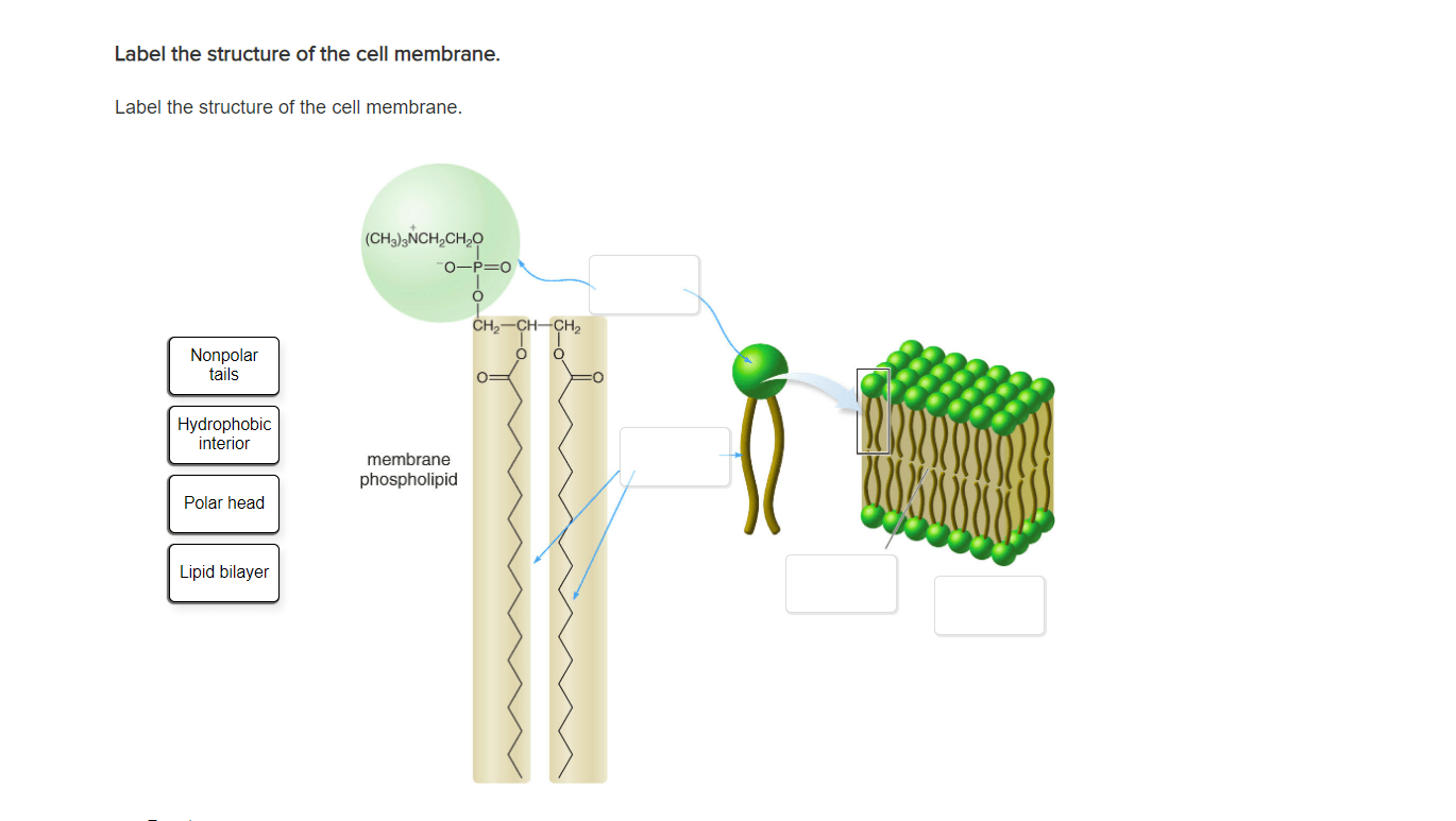 Solved Label the structure of the cell membrane. Label the