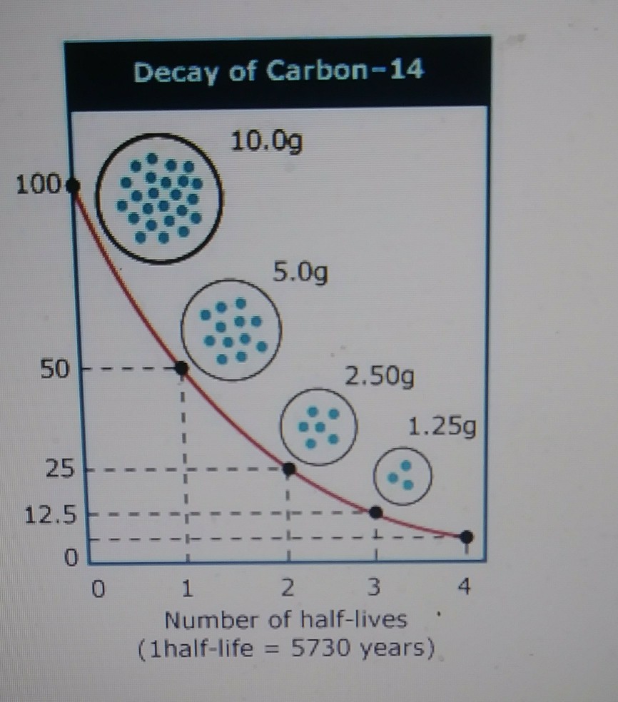 Solved Decay of Carbon14 10.0g 100 5.0g 50 2.50g ?) 1.25g