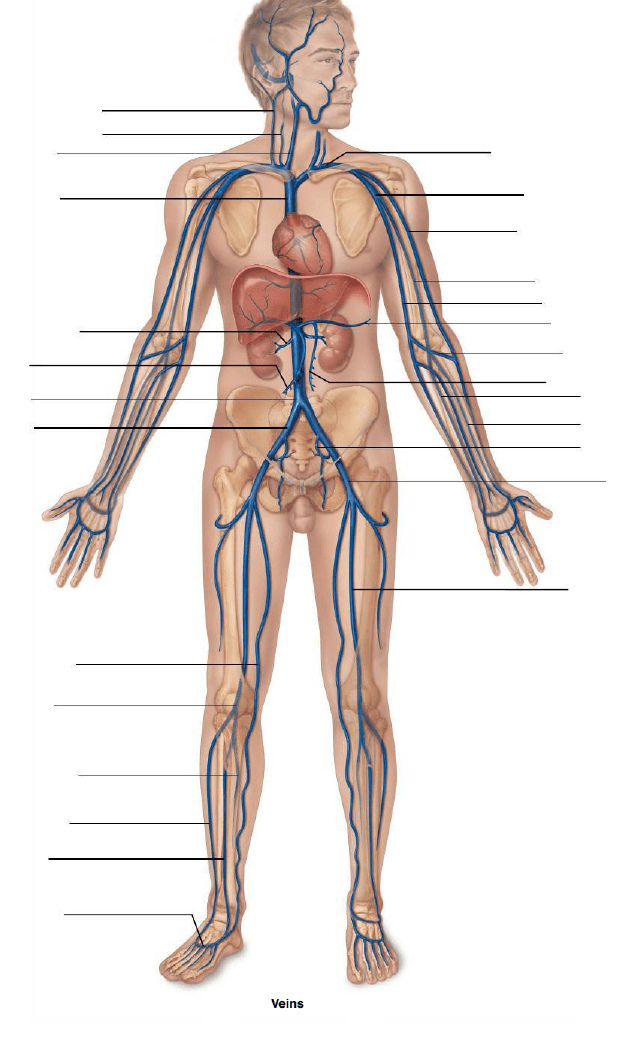 Solved 9. The human arterial and venous systems are | Chegg.com