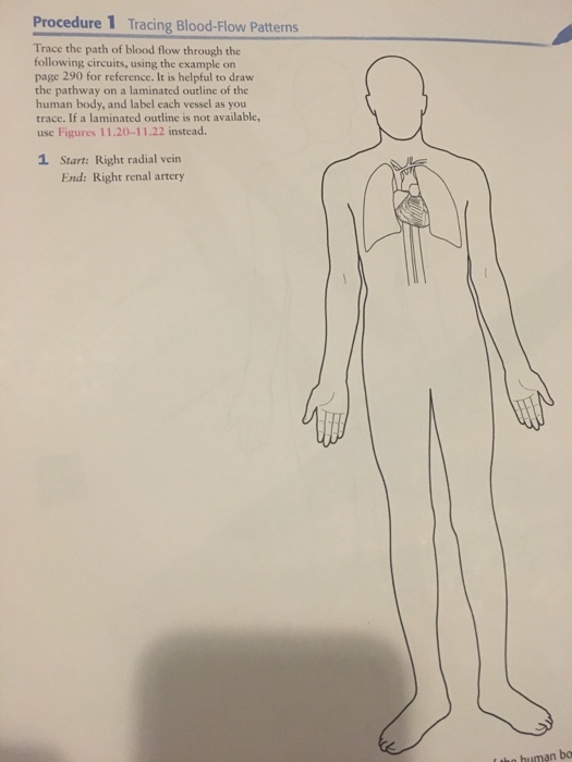 Solved Procedure 1 Tracing BloodFlow Patterns Trace The