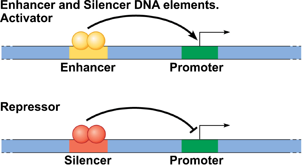 Solved Activator Enhancer Promoter Repressor Silencer