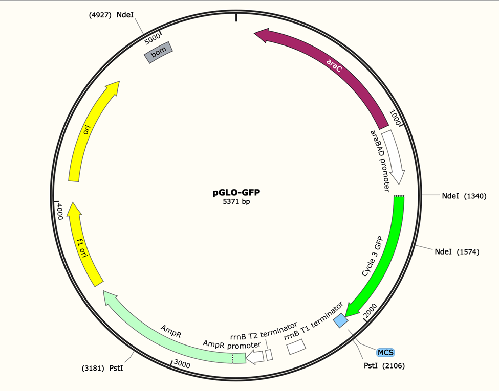 Solved Given the pGLOGFP plasmid map below, how many