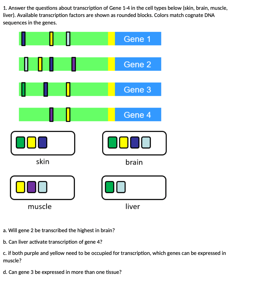 Solved 1. Answer the questions about transcription of Gene | Chegg.com