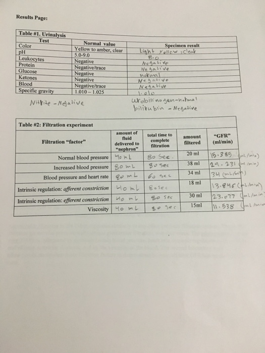 Kidney Filtering Activity TeachEngineering